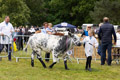 Malton Show 2024